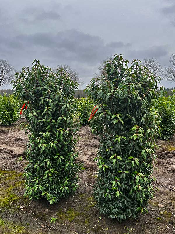 Haagplanten - Hendrikx Plants