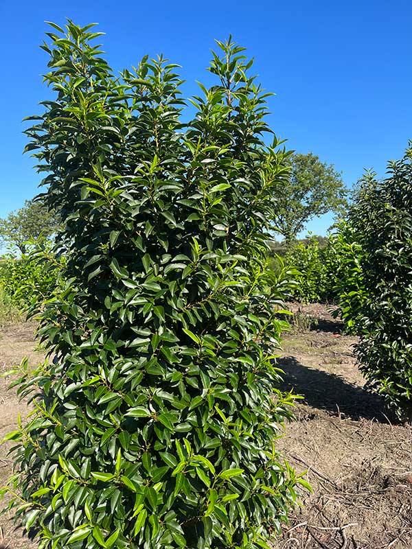 Haagplanten - Hendrikx Plants