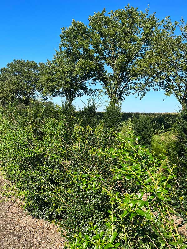 Haagplanten - Hendrikx Plants