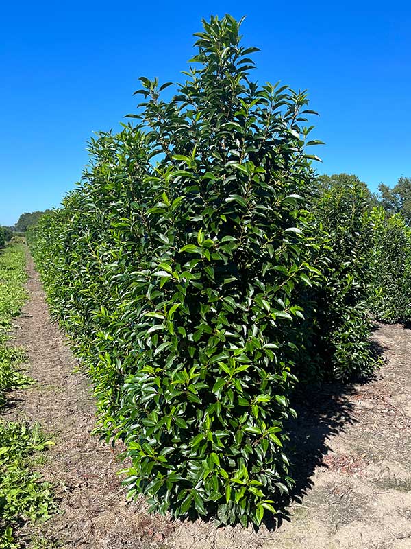 Haagplanten - Hendrikx Plants