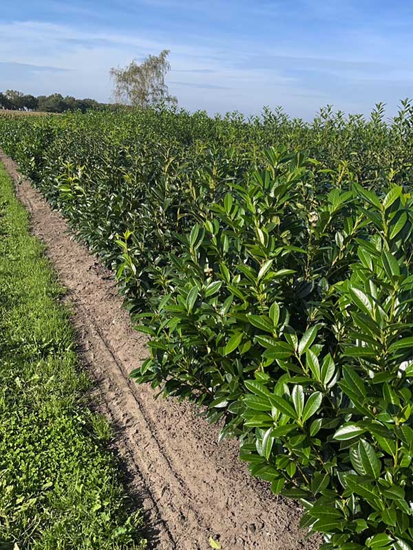 Haagplanten - Hendrikx Plants