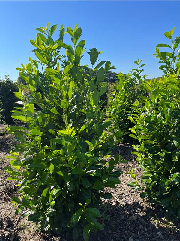 Haagplanten - Hendrikx Plants
