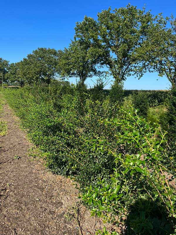 Haagplanten - Hendrikx Plants