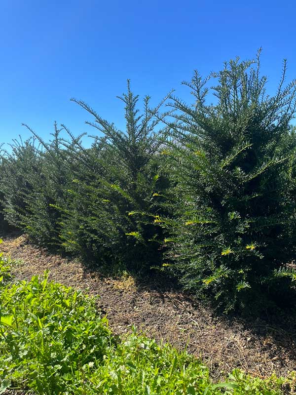 Haagplanten - Hendrikx Plants