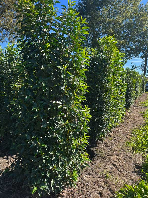 Haagplanten - Hendrikx Plants