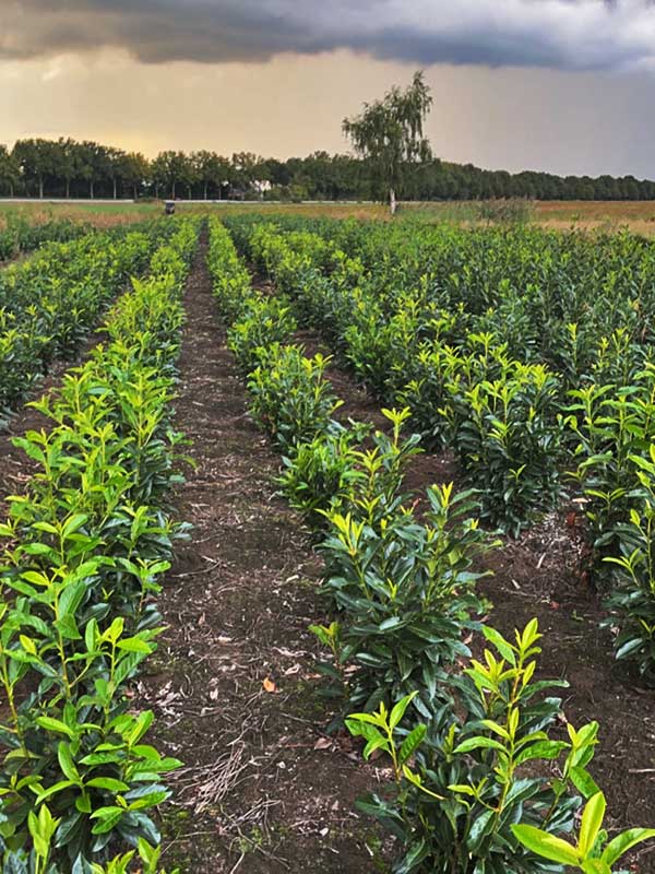 Haagplanten - Hendrikx Plants