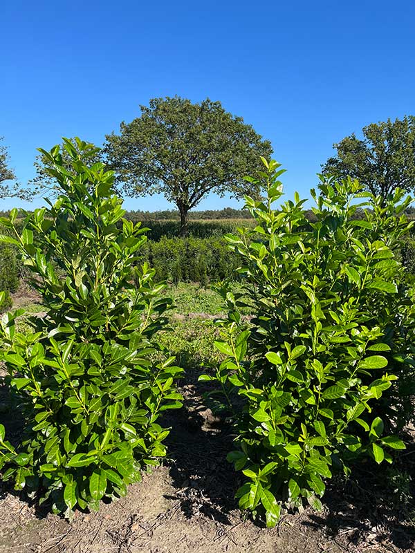 Haagplanten - Hendrikx Plants
