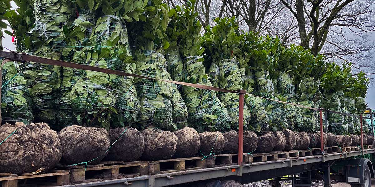 Haagplanten - Hendrikx Plants