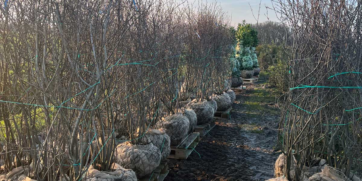 Meerstammigen - Hendrikx Plants