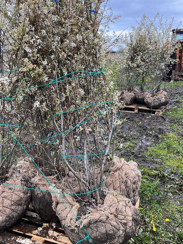 Meerstammigen - Hendrikx Plants