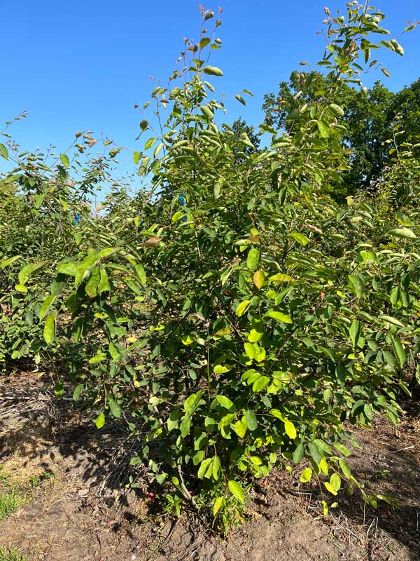 Meerstammigen - Hendrikx Plants