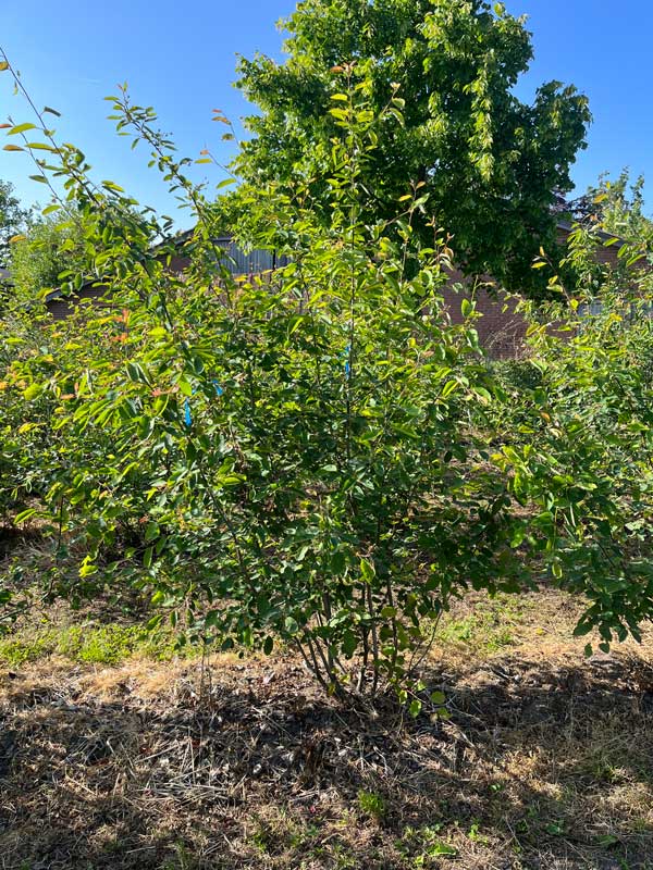 Meerstammigen - Hendrikx Plants