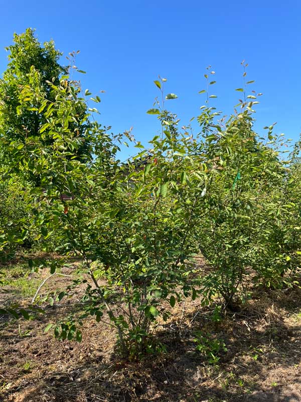 Meerstammigen - Hendrikx Plants