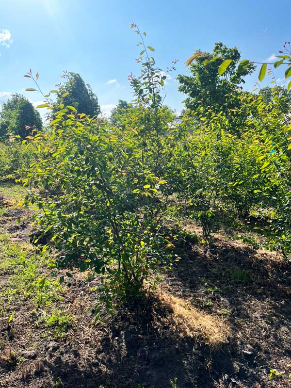 Meerstammigen - Hendrikx Plants