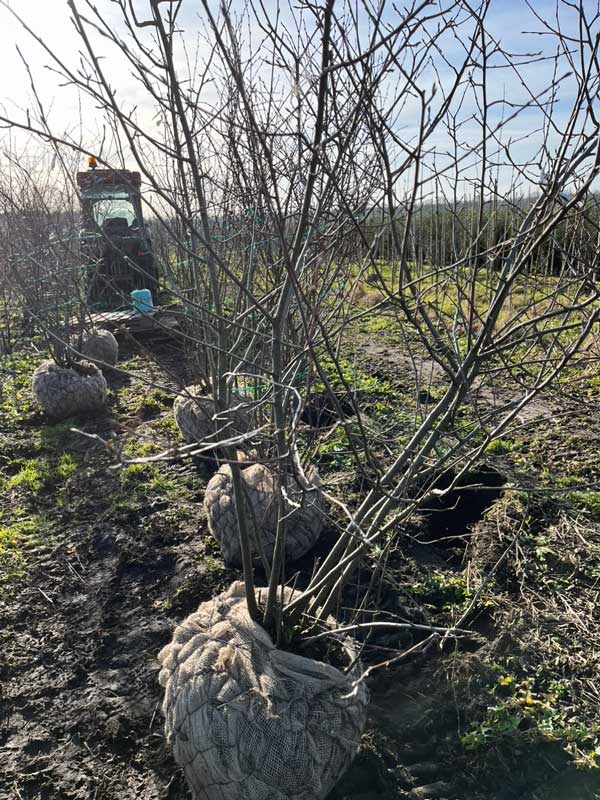 Meerstammigen - Hendrikx Plants
