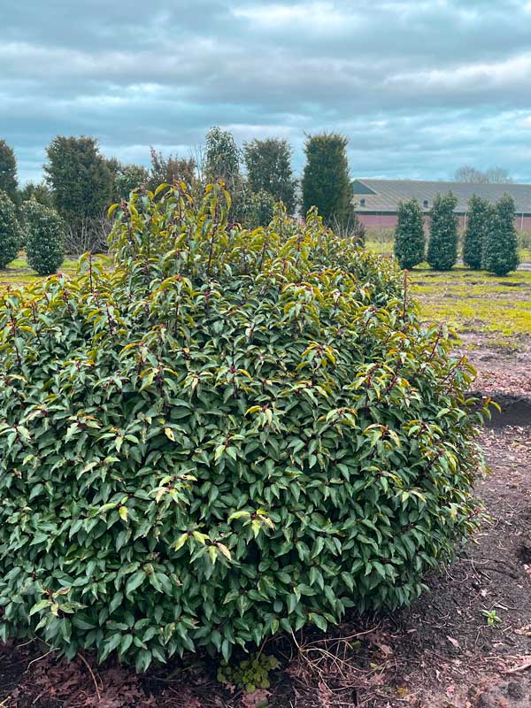 Vormplanten - Hendrikx Plants
