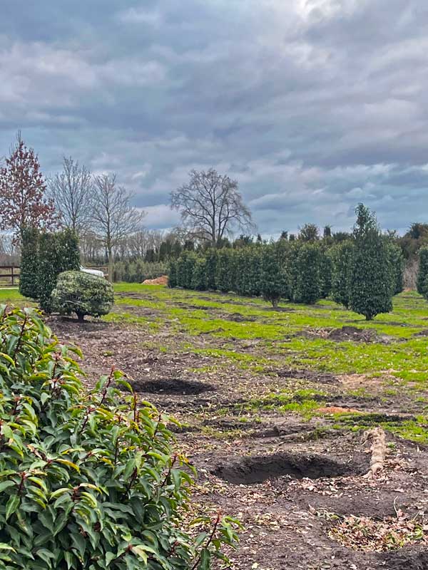Vormplanten - Hendrikx Plants