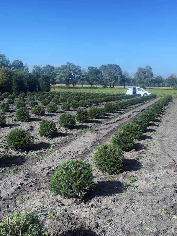 Vormplanten - Hendrikx Plants