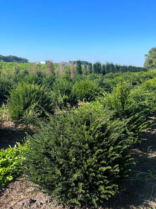 Vormplanten - Hendrikx Plants