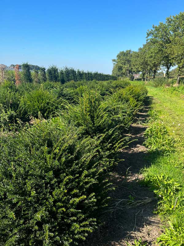 Vormplanten - Hendrikx Plants