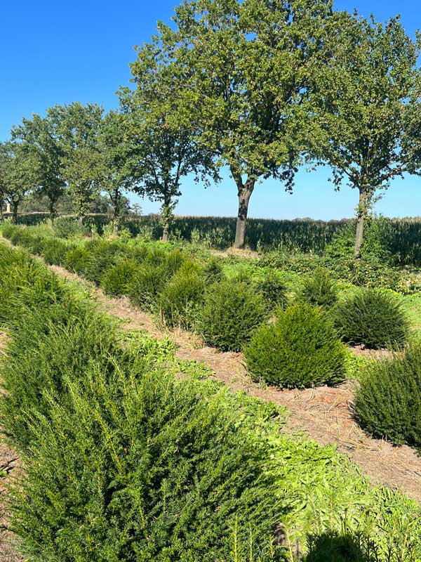 Vormplanten - Hendrikx Plants