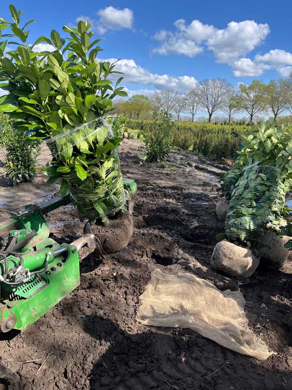 Rooijen haagplanten Hendrikx Plants