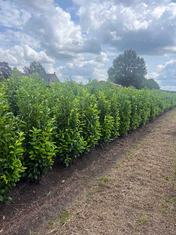 Haagplanten van Hendrikx Plants